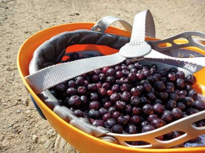 Wild Pacific Northwest Huckleberries Image